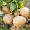 Jicama 1 Jicama -Kingsseeds Store V8361 1 6c53c503 c8bb 41f7 b288 6aa0a30f134f