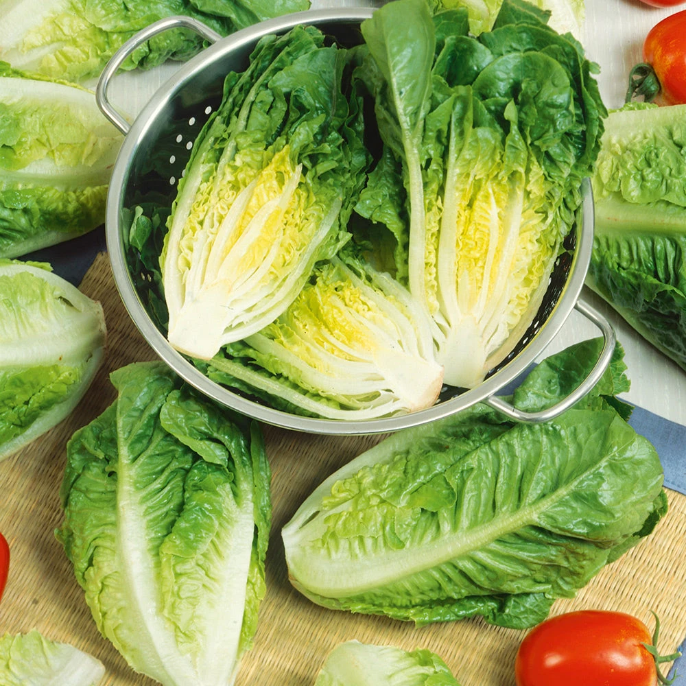 Lettuce Little Caesar 3 Lettuce Little Caesar