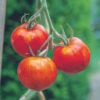 Tomato Tigerella 1 Tomato Tigerella -Kingsseeds Store V8366 1 4e537429 8f07 4b6f be32 4375c41f0cdf
