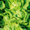 Lettuce Tom Thumb