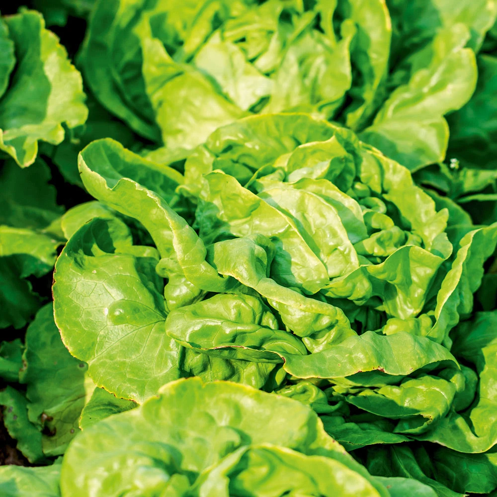 Lettuce Tom Thumb 3 Lettuce Tom Thumb