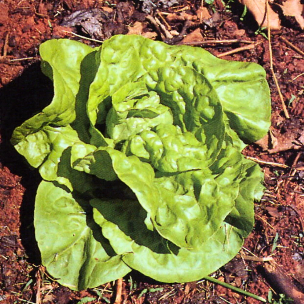 Lettuce Tom Thumb 4 Lettuce Tom Thumb - Image 2