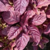Amaranth Garnet Red -Kingsseeds Store V8379 1W