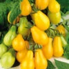 Tomato Yellow Pear 2 Tomato Yellow Pear -Kingsseeds Store V8381 1 41b7ca3e 5860 4c88 89d6 19b9e3309392