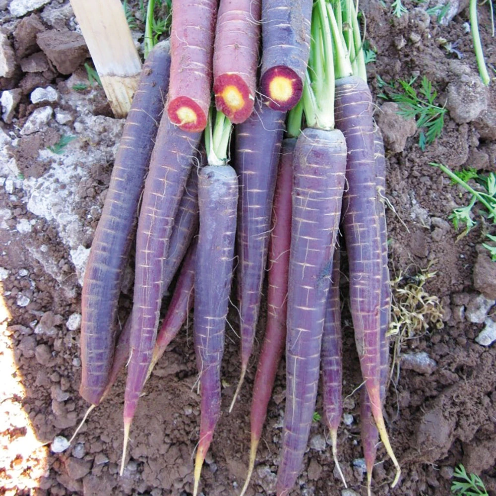 Carrot Nutri-Purple F1 4 Carrot Nutri-Purple F1 - Image 2