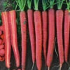Carrot Nutri-Red F1 1 Carrot Nutri-Red F1 -Kingsseeds Store V8386 1 88bfc58d 35fc 461b affa 9725f593143a