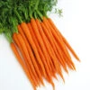 Carrot Nutri-Orange F1 -Kingsseeds Store V8387 1 0c27f09d b43a 426f 87ee 0728331cc521