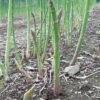 Asparagus Pacific Challenger F1 -Kingsseeds Store V8388 1 b870f493 4409 4c07 94ee 74bf4782e061
