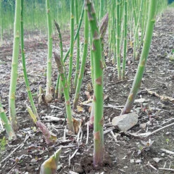 Asparagus Pacific Challenger F1