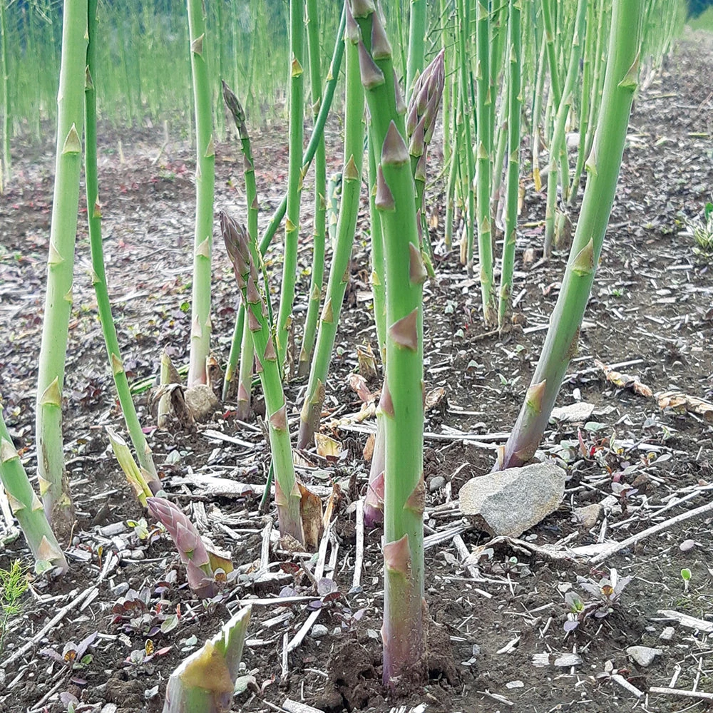 Asparagus Pacific Challenger F1 3 Asparagus Pacific Challenger F1