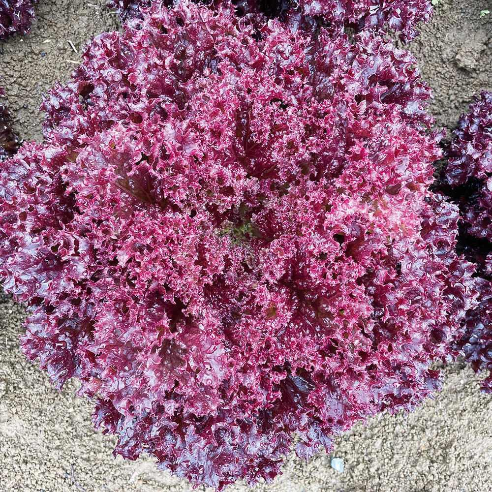 Lettuce Coral Red 3 Lettuce Coral Red