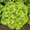 Lettuce Oakleaf Green -Kingsseeds Store V8393 1 4c3f5b79 ca36 422d acc7 880ea9dd696a