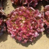 Lettuce Oakleaf Red 1 Lettuce Oakleaf Red -Kingsseeds Store V8394 1 1e41694f dca8 4386 8450 3852696f1f4d
