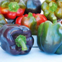 Capsicum Purple Beauty