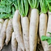 Radish Yuki -Kingsseeds Store V8401 W1