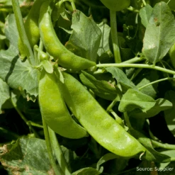 Snow Pea Sugar Pod