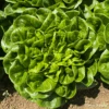 Lettuce Salanova Butterhead Green -Kingsseeds Store V8405 1 590515b8 16b5 4797 aa34 aa1763d4128b