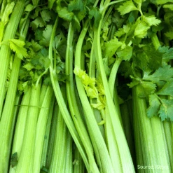 Celery Tall Utah