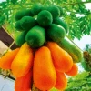 Papaya Red Lady F1 1 Papaya Red Lady F1 -Kingsseeds Store V8410 1 525c2dc3 ffca 4853 92a5 ed7a024409d5