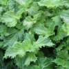 Shiso Green 1 Shiso Green -Kingsseeds Store V8411 1 11e0980f ecb5 403c 87e0 fa16709e0839