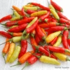 Chilli Tabasco -Kingsseeds Store V8412 1 bc323c00 b461 4ba8 8a6f c2c28796a423