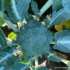 Broccoli McLaren F1 -Kingsseeds Store V8415 1 72b90f1b f7cb 4413 ad70 08ccb9b7f44c