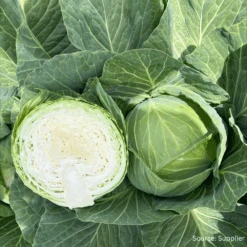 Cabbage Kilaprince F1