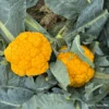 Cauliflower Clementine F1 -Kingsseeds Store V8417 1 40b564e1 79b2 47c2 8490 b85866d7a90c