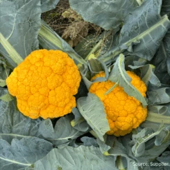 Cauliflower Clementine F1