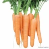 Carrot Resistafly F1 -Kingsseeds Store V8418 1 915c6378 be0b 4cca 8c53 2d183bd1eade