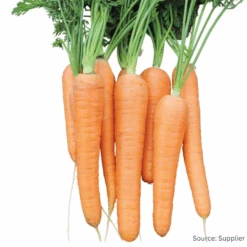 Carrot Resistafly F1