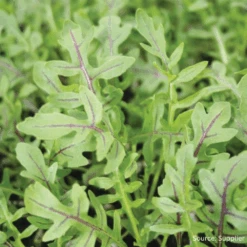 Wild Rocket Dragons Fire