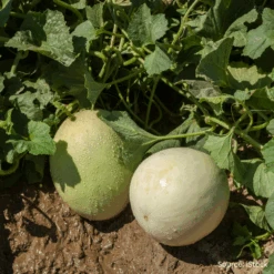 Melon Honeydew F1