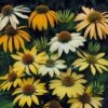 Echinacea Mellow Yellows 1 Echinacea Mellow Yellows -Kingsseeds Store f1105