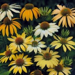 Echinacea Mellow Yellows