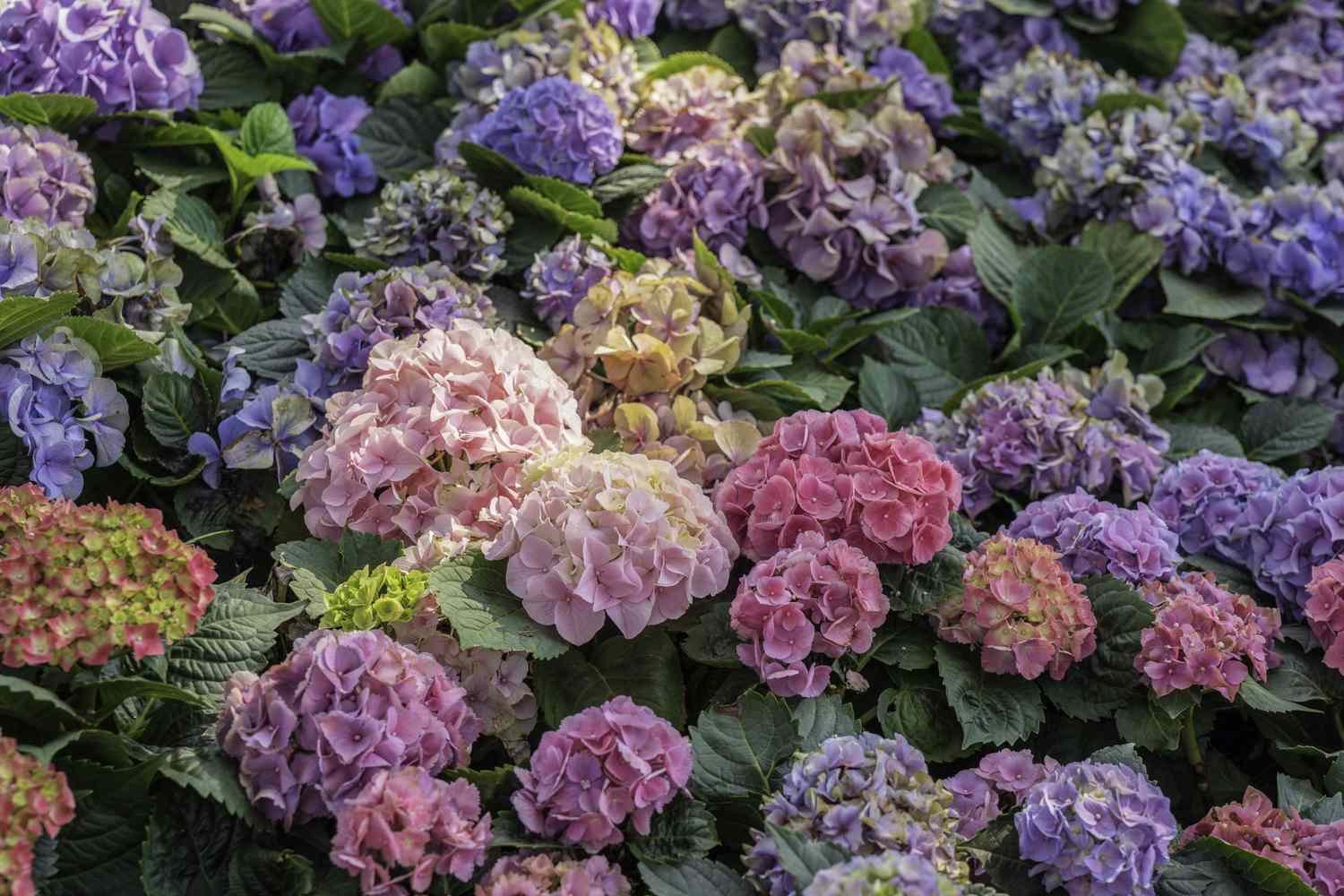 Kingsseeds Store -Kingsseeds Store perennial flowers GettyImages 1457333551 d412436246e14d28ac9c07ea536256b6